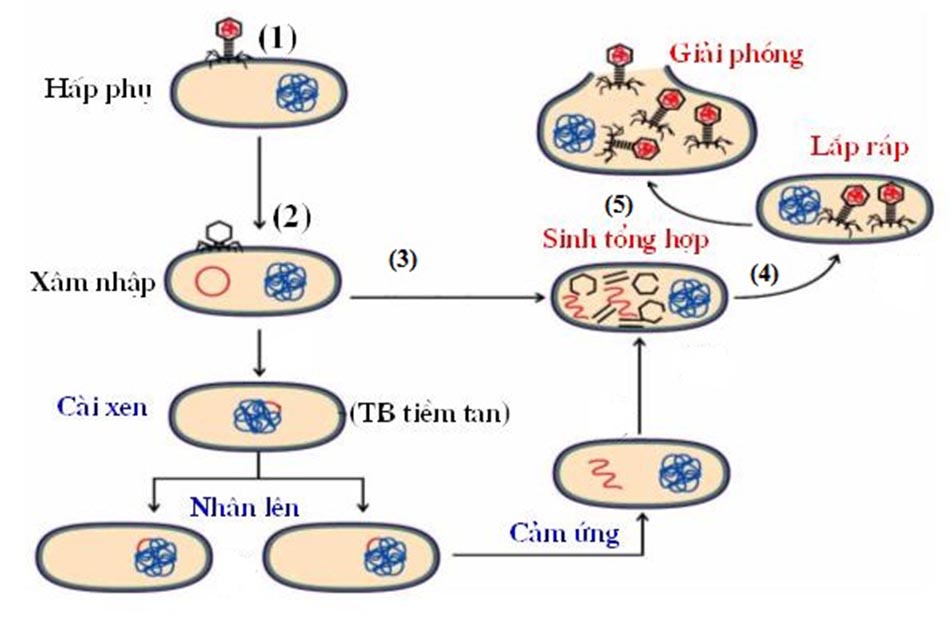 Chu trình nhân lên của virus trong tế bào vật chủ